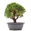 Juniperus chinensis Kishu, 26 cm, ± 15 jaar oud