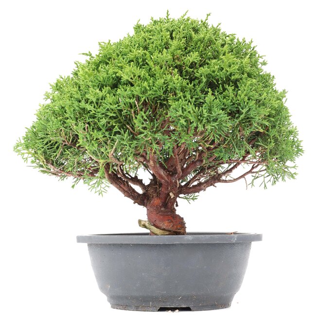 Juniperus chinensis Kishu, 28 cm, ± 15 jaar oud