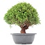 Juniperus chinensis Kishu, 28 cm, ± 15 anni