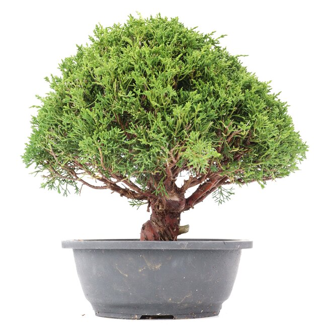 Juniperus chinensis Kishu, 28 cm, ± 15 años