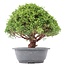 Juniperus chinensis Kishu, 28 cm, ± 15 anni