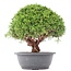 Juniperus chinensis Kishu, 28 cm, ± 15 anni