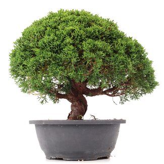 Juniperus chinensis Kishu, 26 cm, ± 15 años