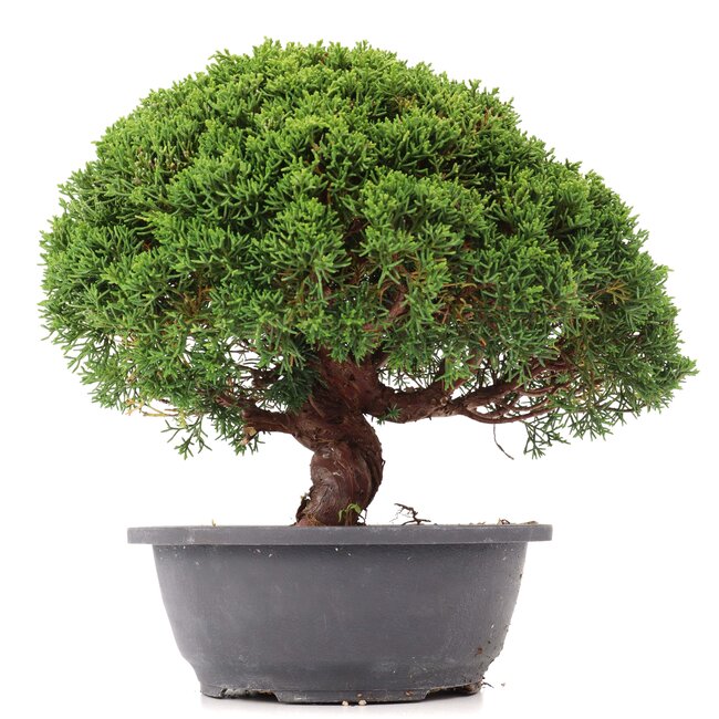 Juniperus chinensis Kishu, 26 cm, ± 15 years old