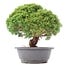 Juniperus chinensis Kishu, 26 cm, ± 15 anni