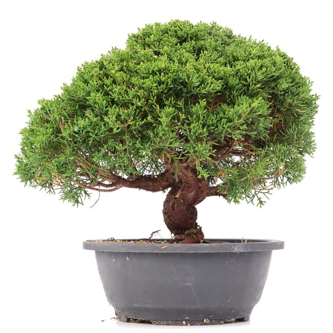 Juniperus chinensis Kishu, 26 cm, ± 15 Jahre alt