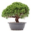 Juniperus chinensis Kishu, 26 cm, ± 15 ans