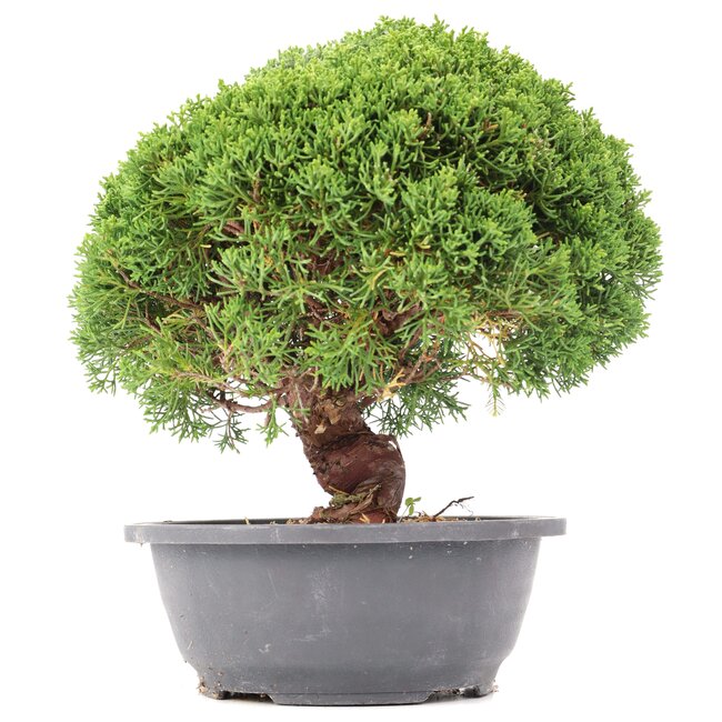 Juniperus chinensis Kishu, 26 cm, ± 15 ans