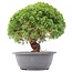 Juniperus chinensis Kishu, 26 cm, ± 15 anni