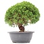 Juniperus chinensis Kishu, 26 cm, ± 15 jaar oud