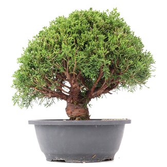 Juniperus chinensis Kishu, 26,5 cm, ± 15 anni