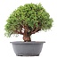 Juniperus chinensis Kishu, 26,5 cm, ± 15 jaar oud