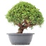 Juniperus chinensis Kishu, 26,5 cm, ± 15 años