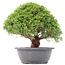 Juniperus chinensis Kishu, 26,5 cm, ± 15 Jahre alt