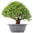 Juniperus chinensis Kishu, 26,5 cm, ± 15 years old