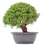 Juniperus chinensis Kishu, 26,5 cm, ± 15 años