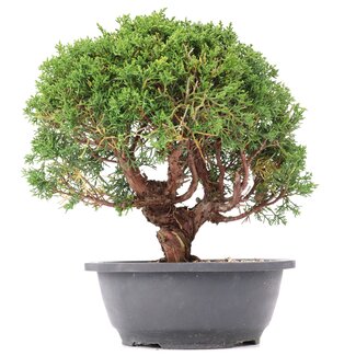 Juniperus chinensis Kishu, 27,5 cm, ± 15 anni