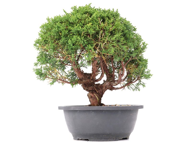Juniperus chinensis Kishu, 27,5 cm, ± 15 Jahre alt