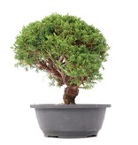 Juniperus chinensis Kishu, 27,5 cm, ± 15 jaar oud
