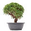 Juniperus chinensis Kishu, 27,5 cm, ± 15 anni