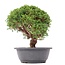 Juniperus chinensis Kishu, 27,5 cm, ± 15 años
