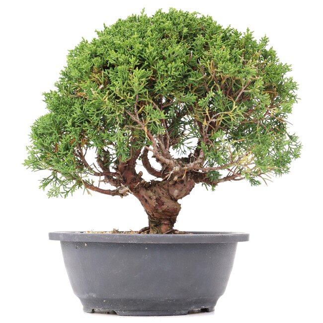 Juniperus chinensis Kishu, 27,5 cm, ± 15 ans