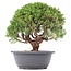 Juniperus chinensis Kishu, 27,5 cm, ± 15 anni