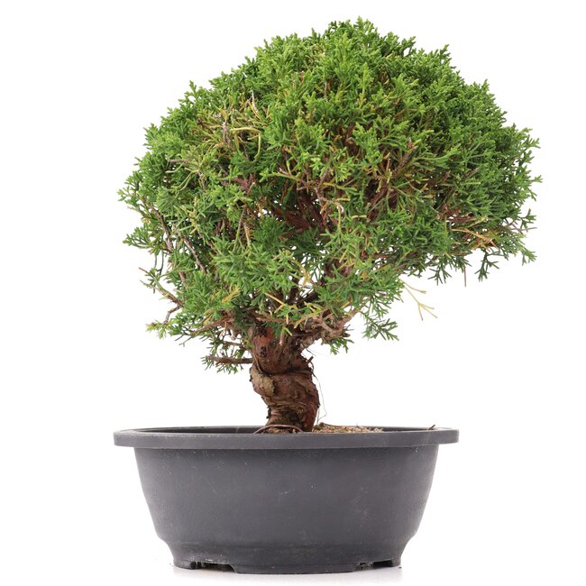 Juniperus chinensis Kishu, 27,5 cm, ± 15 anni
