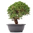 Juniperus chinensis Kishu, 27,5 cm, ± 15 anni