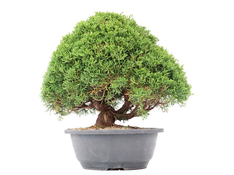 Juniperus chinensis Kishu, 28 cm, ± 15 Jahre alt