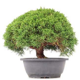 Juniperus chinensis Kishu, 23,5 cm, ± 15 anni