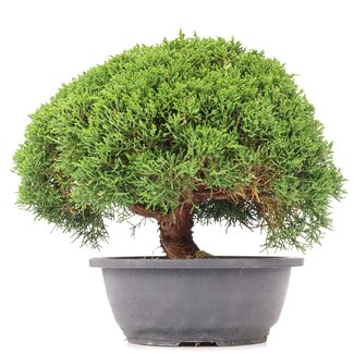 Juniperus chinensis Kishu, 23,5 cm, ± 15 jaar oud