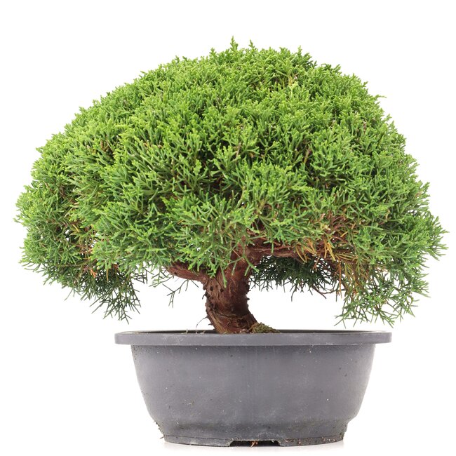 Juniperus chinensis Kishu, 23,5 cm, ± 15 ans
