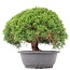 Juniperus chinensis Kishu, 23,5 cm, ± 15 anni