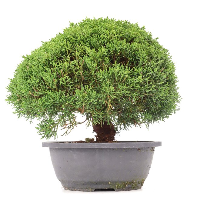 Juniperus chinensis Kishu, 23,5 cm, ± 15 ans