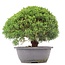 Juniperus chinensis Kishu, 23,5 cm, ± 15 anni