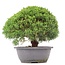 Juniperus chinensis Kishu, 23,5 cm, ± 15 años