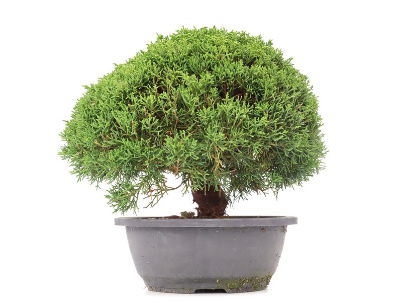 Juniperus chinensis Kishu, 23,5 cm, ± 15 jaar oud