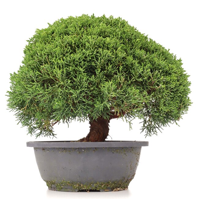Juniperus chinensis Kishu, 23,5 cm, ± 15 ans