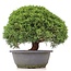 Juniperus chinensis Kishu, 23,5 cm, ± 15 anni