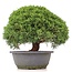 Juniperus chinensis Kishu, 23,5 cm, ± 15 years old