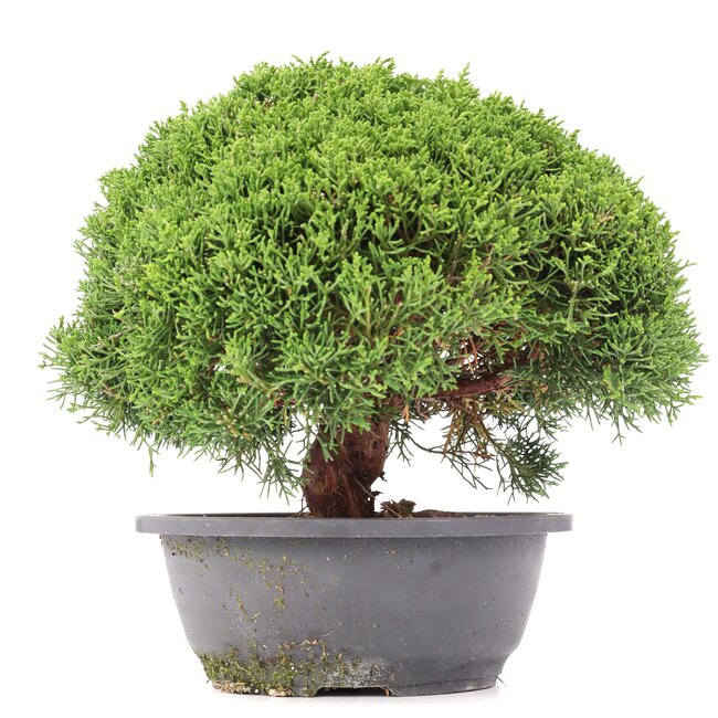 Juniperus chinensis Kishu, 23,5 cm, ± 15 años