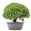 Juniperus chinensis Kishu, 23,5 cm, ± 15 anni