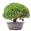 Juniperus chinensis Kishu, 23,5 cm, ± 15 Jahre alt