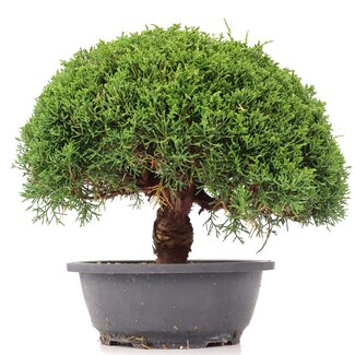 Juniperus chinensis Kishu, 24,5 cm, ± 15 jaar oud