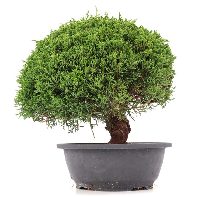 Juniperus chinensis Kishu, 24,5 cm, ± 15 Jahre alt