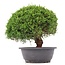 Juniperus chinensis Kishu, 24,5 cm, ± 15 anni