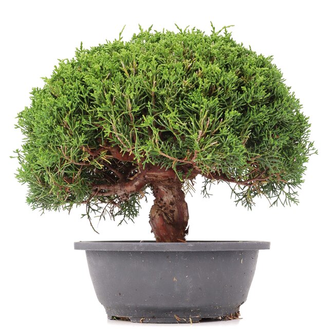 Juniperus chinensis Kishu, 24,5 cm, ± 15 años
