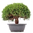 Juniperus chinensis Kishu, 24,5 cm, ± 15 anni