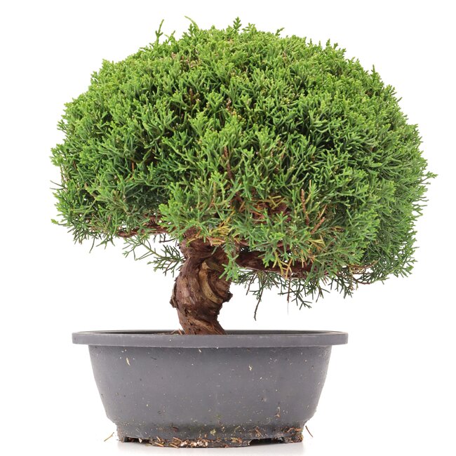 Juniperus chinensis Kishu, 24,5 cm, ± 15 ans